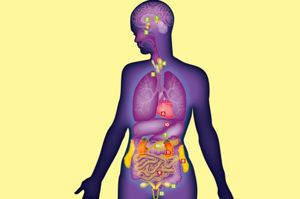 Anatomie et pathologies (101K09SL_24) | Cégep de Saint-Laurent - Moodle